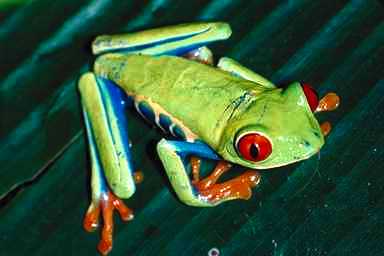 Frog0-Red-eyed Treefrog.jpg