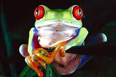 Frog5-Red-eyed Treefrog.jpg