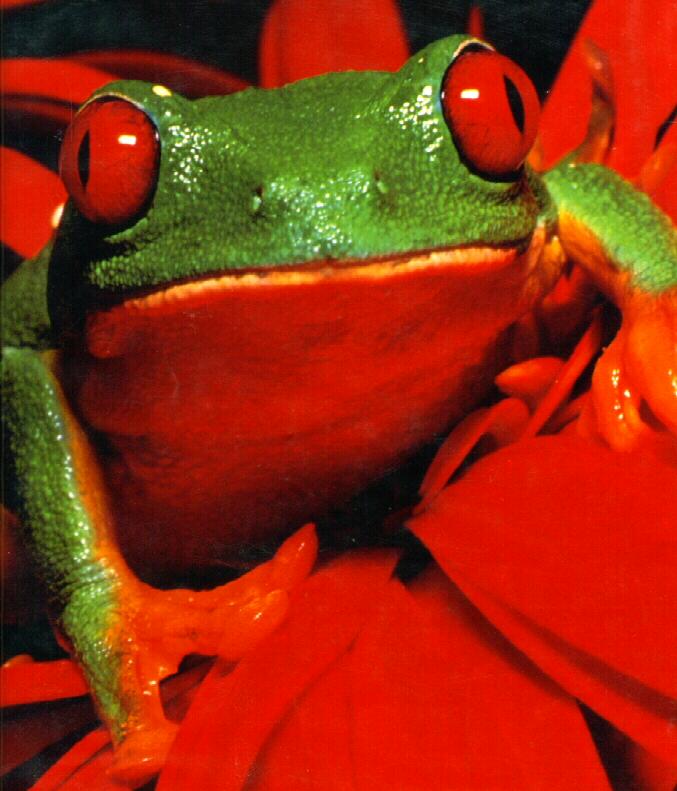 frog9906-Red-eyed Tree Frog.jpg