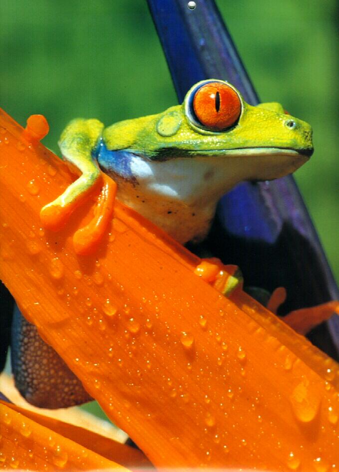frog9914-Red-eyed Tree Frog.jpg