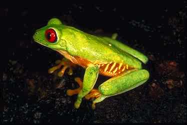 Frog-Red-eyed Treefrog.jpg