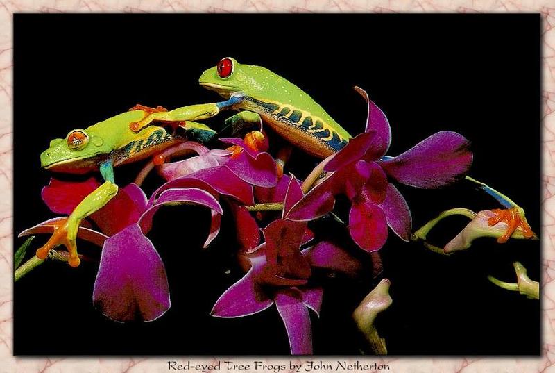 jnfrog029-Red-eyed Tree Frogs.jpg