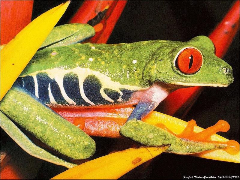 PVWild35-Red-eyed Tree Frog.jpg