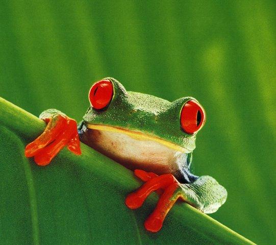 Red-eyed Treefrog on leaf-Face closeup.jpg