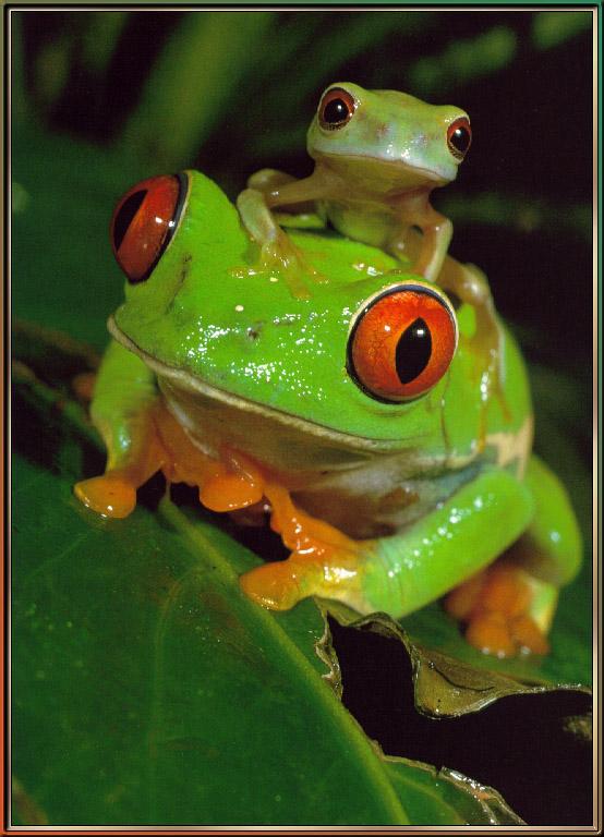 Red-eyed-Tree Frog 05-sj.jpg