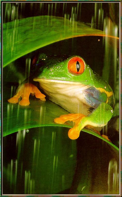 Red-eyed-Leaf Frog 01-sj.jpg