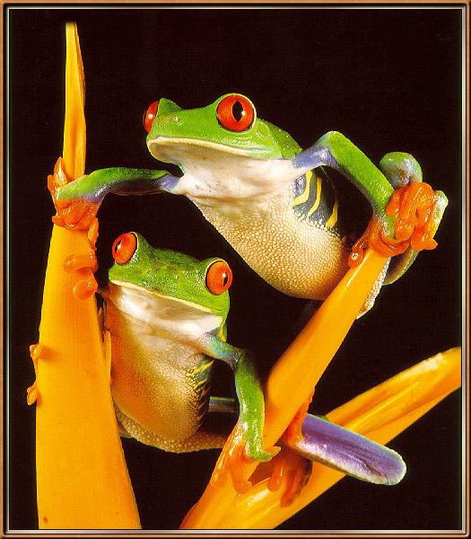Red-eyed-Leaf Frog 02-sj.jpg