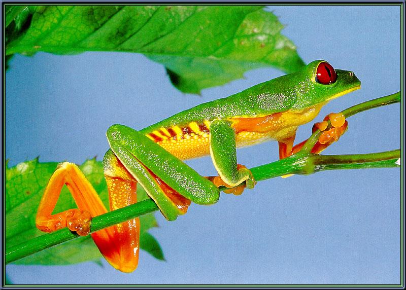 Red-eyed-Leaf Frog 03-sj.jpg