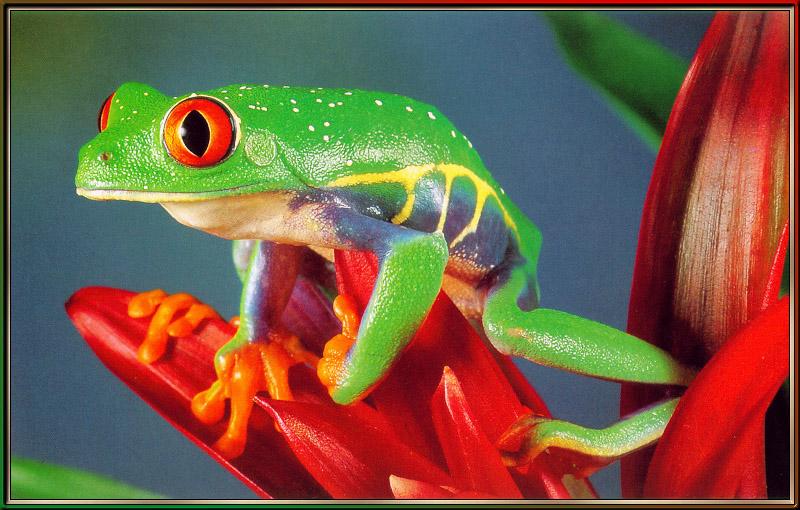 Red-eyed-Leaf Frog 04-sj.jpg