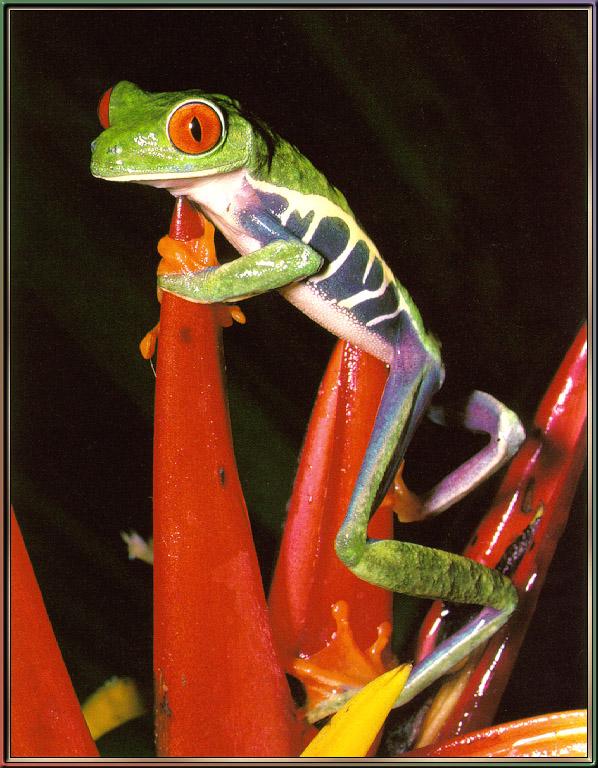 Red-eyed-Leaf Frog 05-sj.jpg
