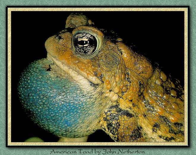 jnfrog026-American Toad.jpg
