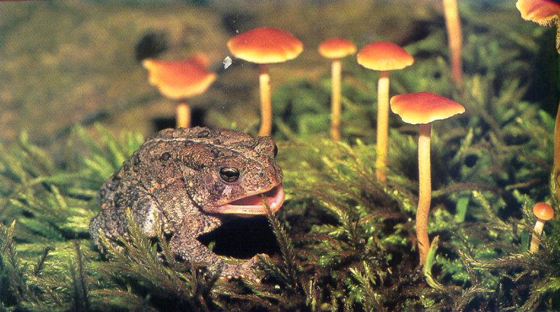 lj Gay Bumgarner American Toad Feasting On Wild Orange Mushrooms-Missouri.jpg