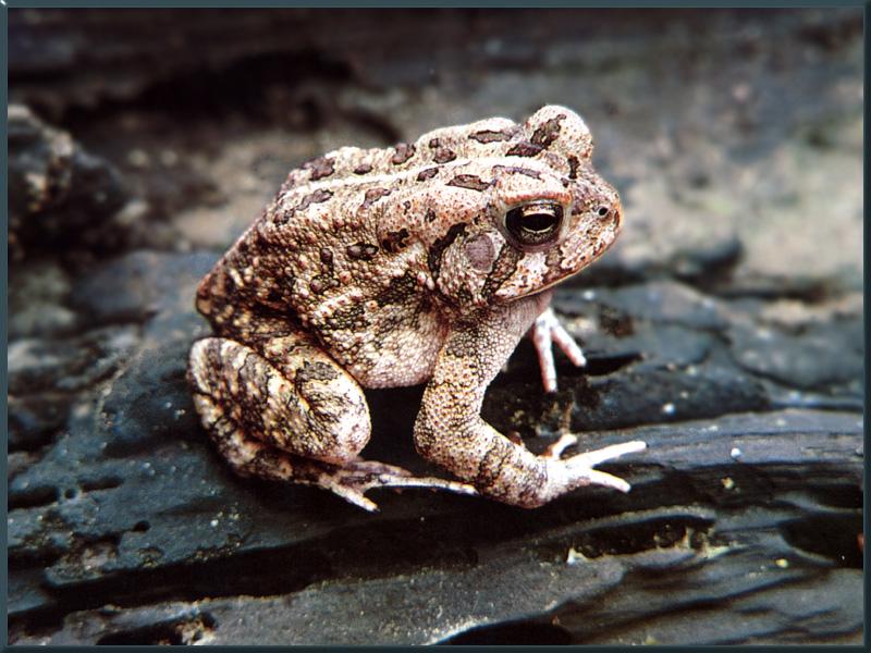 Common Toad 01.jpg