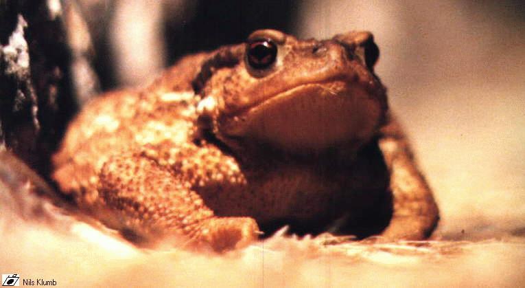 Common Toad Closeup.jpg