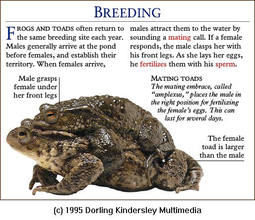 DKMMNature-Amphibian-Common Toads-mating pair.gif