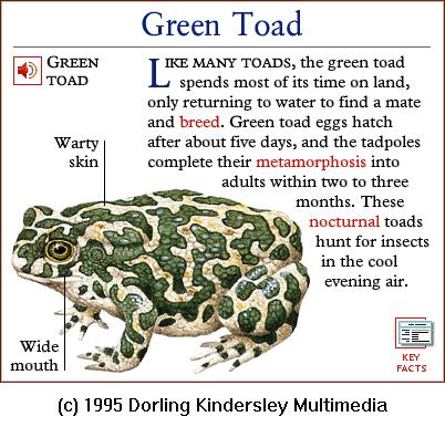DKMMNature-Amphibian-Green Toad.gif