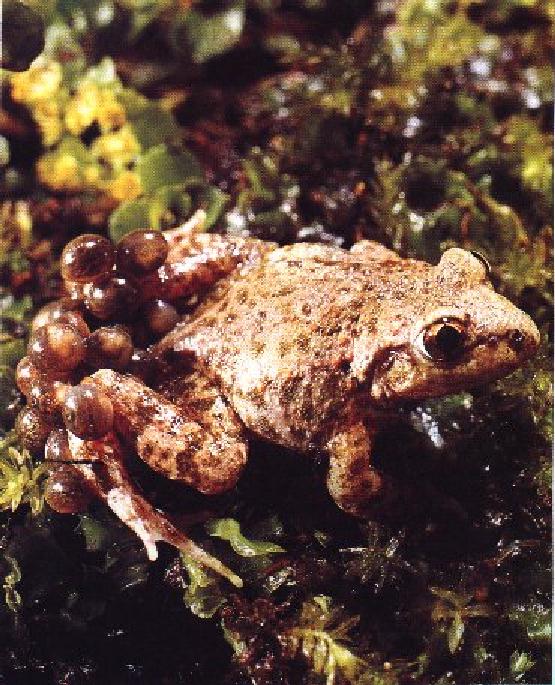 Midwife Toad-Eggs On Back.jpg