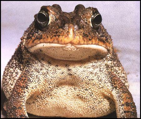 Fat Toad-southern toad 0.jpg