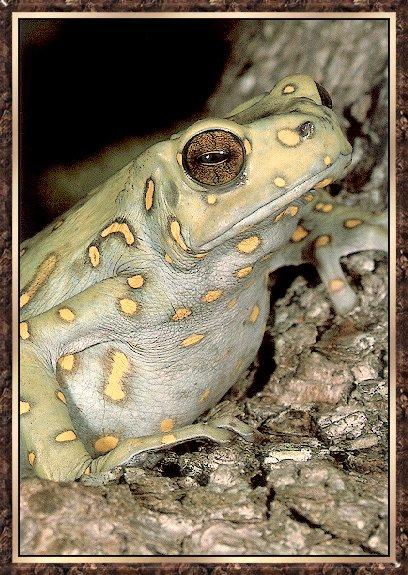 Frog bb006-Spotted Tree Toad-closeup on tree.jpg