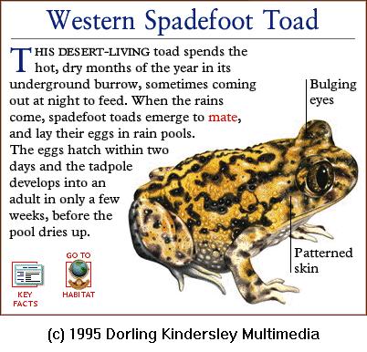 DKMMNature-Amphibian-Western Spadefoot Toad.gif