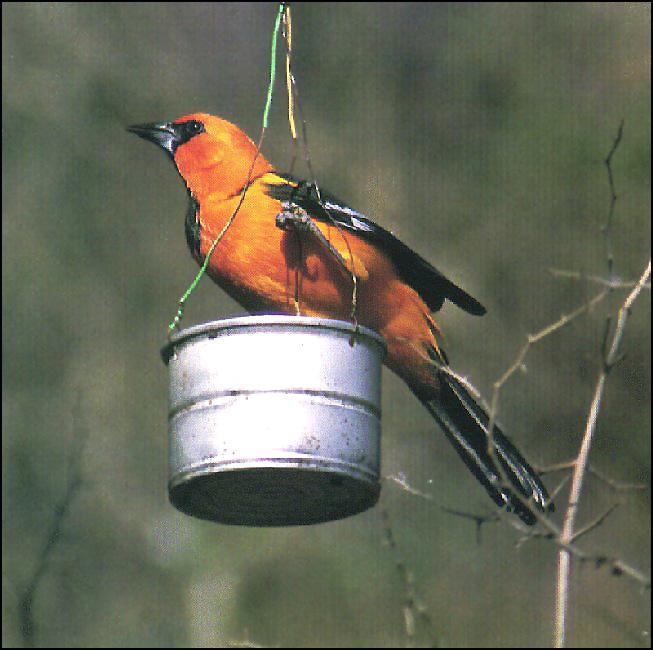 Altamira Oriole 01-On Bird Feeder.jpg