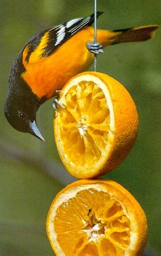 Baltimore Oriole 1-Eating Oranges.jpg