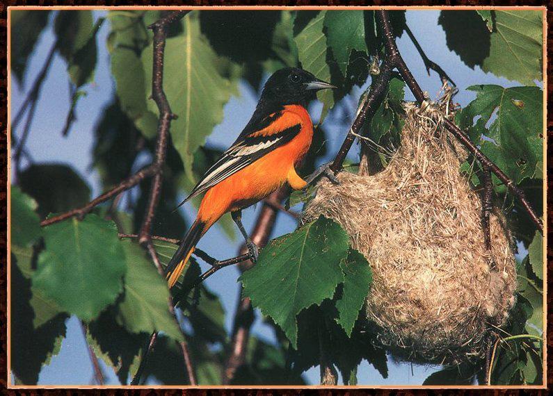 Baltimore Oriole 01-Northern Oriole-At Nest.jpg