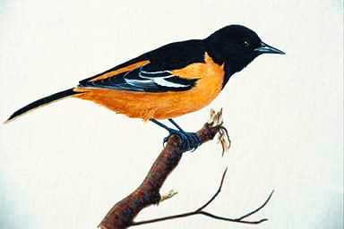 Bird Painting-Northern Oriole-perching on tree.jpg