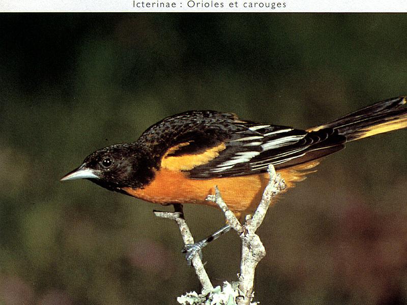 Ds-Oiseau 057-Northern Oriole-perching on branch.jpg