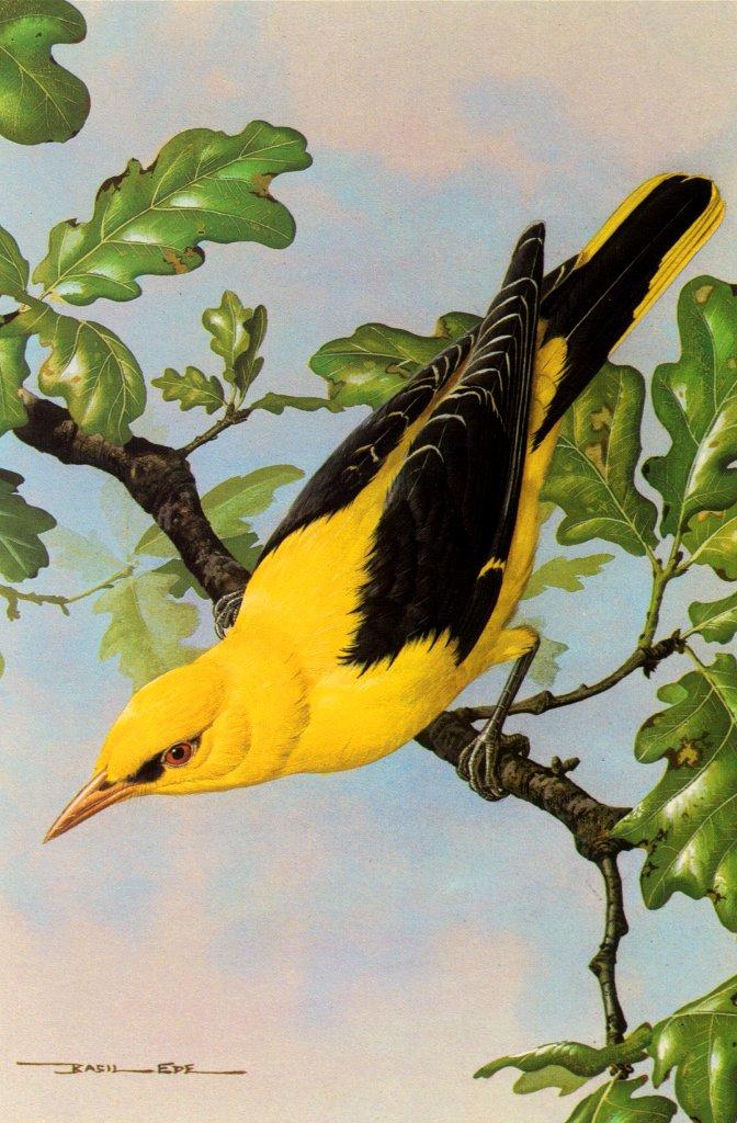 Basil Ede British Birds-Golden Oriole NC.jpg