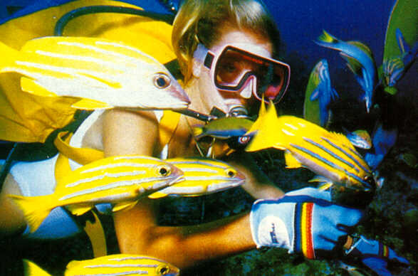 alb30176-Blue-striped Snappers-and-Diver Girl.jpg