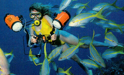 alb40032-Yellowtail Snappers school-with scuba diver.jpg