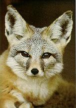 Desert Fox.jpg