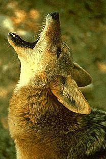 SDZ 0203-Desert Fox-Howling.jpg