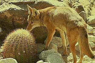 SDZ 0204-Desert Fox-Cactus.jpg