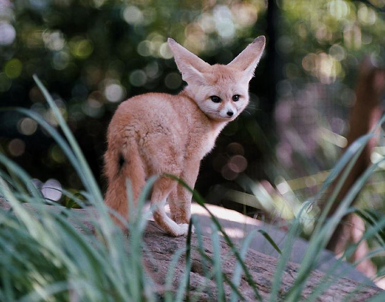 bat ear fox.jpg