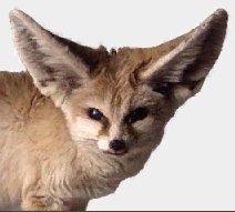 Mammals Clipart-Fennec Fox-Face.jpg
