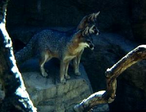 2 Foxes Looking Down On Rock-2cptml.jpg