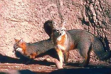 GraRav3-Gray Foxes-pair beside cliff.jpg