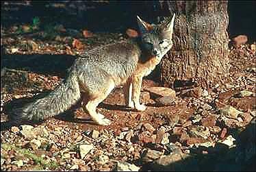 GraRav4-Gray Fox-beside tree trunk.jpg