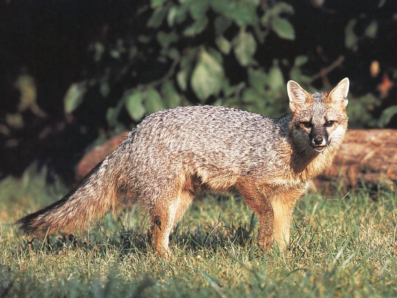 Gray Fox 034-Walking on grass.jpg