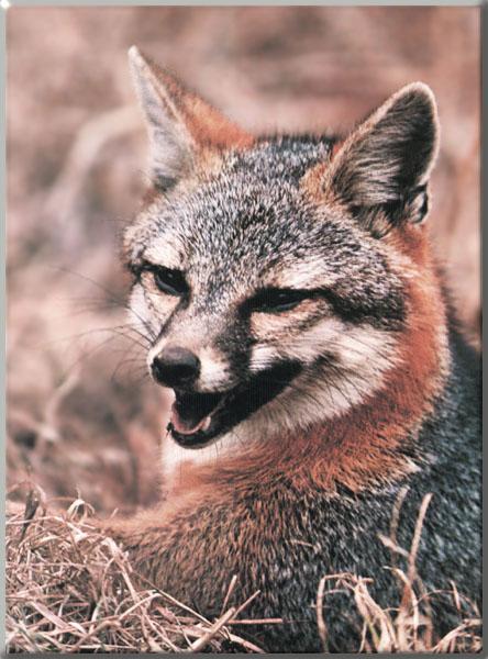 Gray Fox 39-Sitting on grass-Face Closeup.JPG