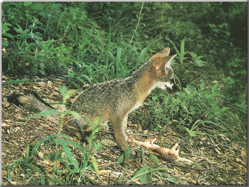 Gray Fox 42-Caught a ground squirrel.JPG