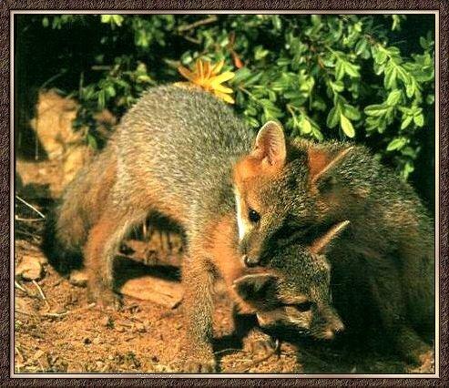 Gray Fox 01-2 Young Rompers.jpg