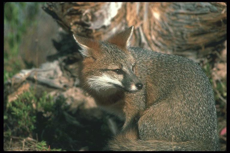 gray fox 1.jpg