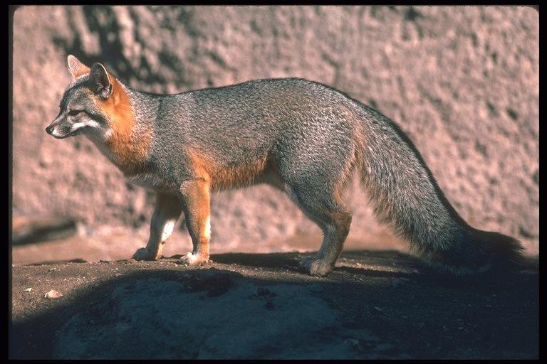 gray fox 2.jpg