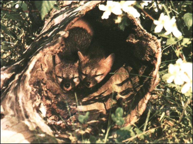 Gray Fox Den-2 Puppy Faces-Tree Hole.jpg