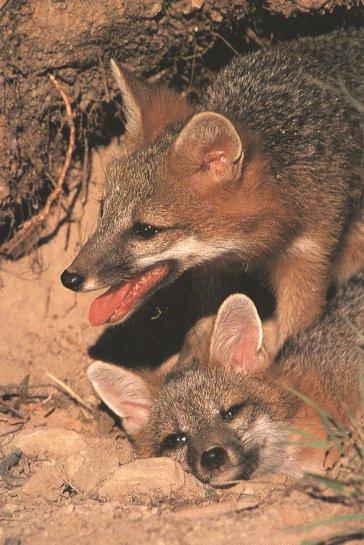 Gray Foxes Puppies 00-In Burrow.jpg