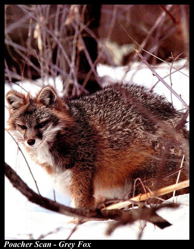 Ww093-Gray Fox wandering snow forest.jpg