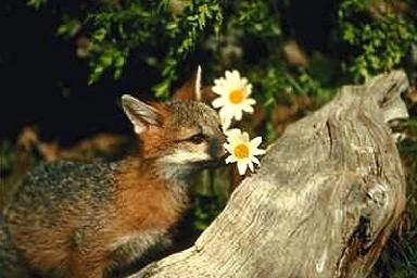 Rav0087-Gray Fox-with flowers and log.jpg